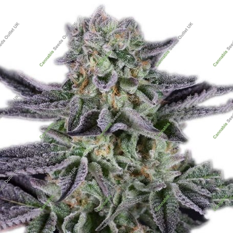 Cannabis Seeds Outlet Weed Strain Chronic Cookies Feminized Marijuana Seeds Original Collector Souvenir Authentic Packaging Pack