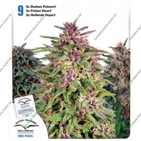 Dutch Outdoor Mix Feminized Marijuana Strain by Dutch Passion For Sale Online at Cannabis Seeds Outlet