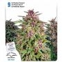 Dutch Outdoor Mix Feminized Marijuana Strain by Dutch Passion For Sale Online at Cannabis Seeds Outlet