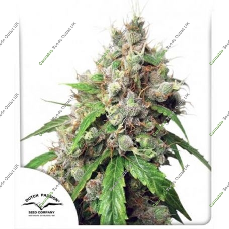 Euforia Auto Feminized Marijuana Strain by Dutch Passion For Sale Online at Cannabis Seeds Outlet