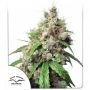Euforia Auto Feminized Marijuana Strain by Dutch Passion For Sale Online at Cannabis Seeds Outlet