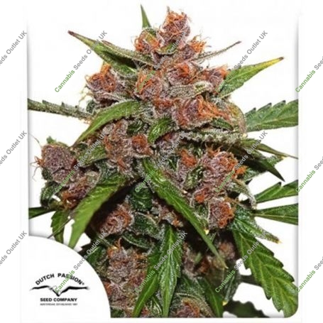 Frisian Dew Auto Feminized Marijuana Strain by Dutch Passion For Sale Online at Cannabis Seeds Outlet