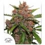 Frisian Dew Auto Feminized Marijuana Strain by Dutch Passion For Sale Online at Cannabis Seeds Outlet