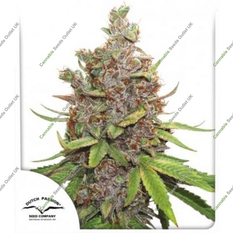 Glueberry OG Auto Feminized Marijuana Strain by Dutch Passion For Sale Online at Cannabis Seeds Outlet