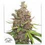Glueberry OG Auto Feminized Marijuana Strain by Dutch Passion For Sale Online at Cannabis Seeds Outlet