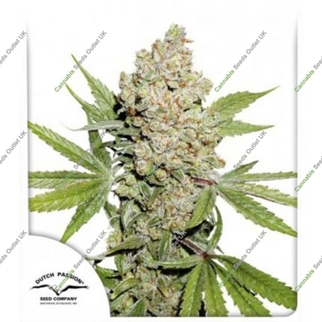 Lemon Kix Auto Feminized Marijuana Strain by Dutch Passion For Sale Online at Cannabis Seeds Outlet