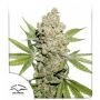 Lemon Kix Auto Feminized Marijuana Strain by Dutch Passion For Sale Online at Cannabis Seeds Outlet