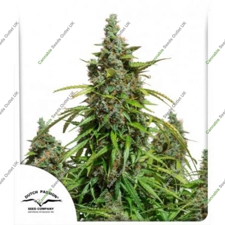 Mazar Auto Feminized Marijuana Strain by Dutch Passion For Sale Online at Cannabis Seeds Outlet