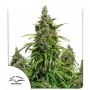 Mazar Auto Feminized Marijuana Strain by Dutch Passion For Sale Online at Cannabis Seeds Outlet