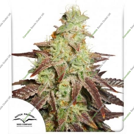 Night Queen Auto Feminized Marijuana Strain by Dutch Passion For Sale Online at Cannabis Seeds Outlet