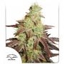 Night Queen Auto Feminized Marijuana Strain by Dutch Passion For Sale Online at Cannabis Seeds Outlet