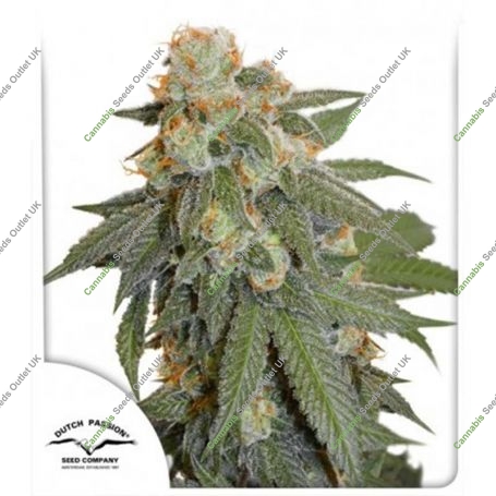 Orange Bud Auto Feminized Marijuana Strain by Dutch Passion For Sale Online at Cannabis Seeds Outlet