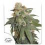 Orange Bud Auto Feminized Marijuana Strain by Dutch Passion For Sale Online at Cannabis Seeds Outlet