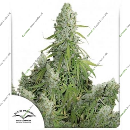 Ultimate Auto Feminized Marijuana Strain by Dutch Passion For Sale Online at Cannabis Seeds Outlet