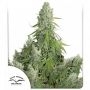 Ultimate Auto Feminized Marijuana Strain by Dutch Passion For Sale Online at Cannabis Seeds Outlet
