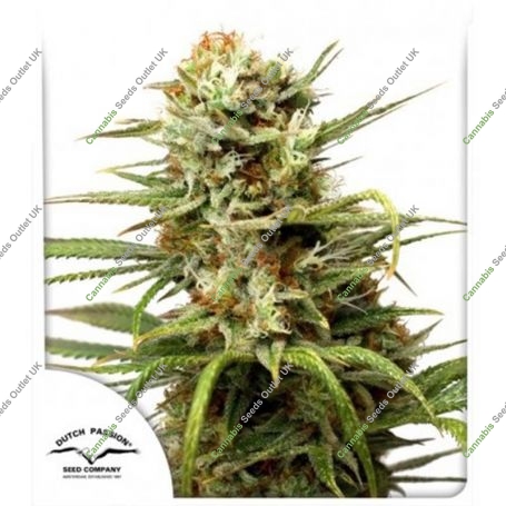 White Widow Auto Feminized Marijuana Strain by Dutch Passion For Sale Online at Cannabis Seeds Outlet