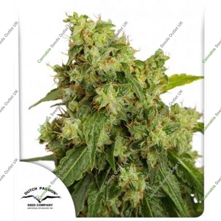 Xtreme Auto Feminized Marijuana Strain by Dutch Passion For Sale Online at Cannabis Seeds Outlet