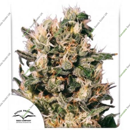 Euforia Regular Marijuana Strain by Dutch Passion For Sale Online at Cannabis Seeds Outlet