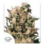 Euforia Regular Marijuana Strain by Dutch Passion For Sale Online at Cannabis Seeds Outlet