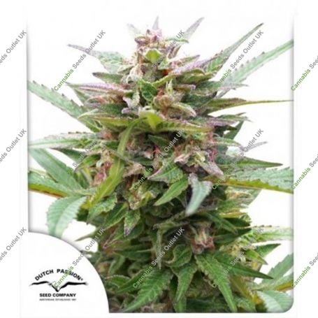 Forest Dream Feminized Marijuana Strain by Dutch Passion For Sale Online at Cannabis Seeds Outlet