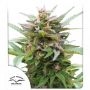 Forest Dream Feminized Marijuana Strain by Dutch Passion For Sale Online at Cannabis Seeds Outlet