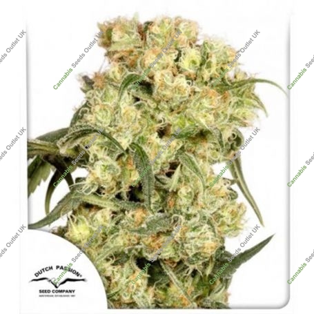 Freddys Best Feminized Marijuana Strain by Dutch Passion For Sale Online at Cannabis Seeds Outlet