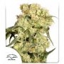 Freddys Best Feminized Marijuana Strain by Dutch Passion For Sale Online at Cannabis Seeds Outlet