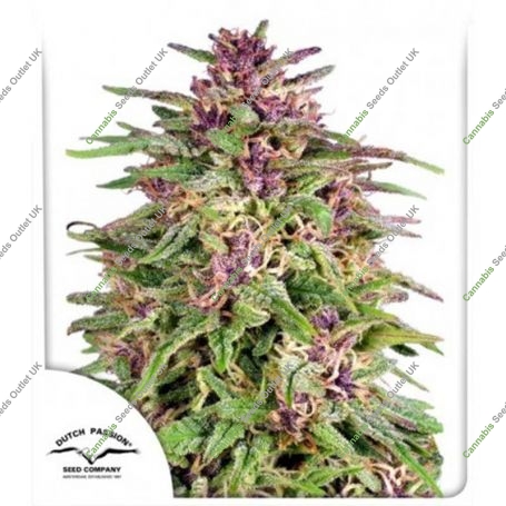 Frisian Dew Feminized Marijuana Strain by Dutch Passion For Sale Online at Cannabis Seeds Outlet