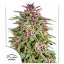 Frisian Dew Feminized Marijuana Strain by Dutch Passion For Sale Online at Cannabis Seeds Outlet