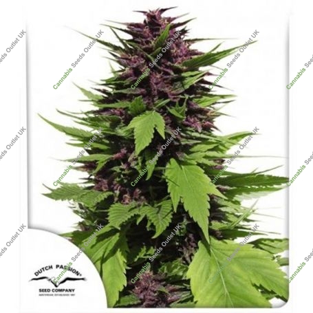 Frisian Duck Feminized Marijuana Strain by Dutch Passion For Sale Online at Cannabis Seeds Outlet