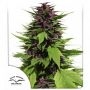 Frisian Duck Feminized Marijuana Strain by Dutch Passion For Sale Online at Cannabis Seeds Outlet