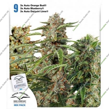 Fruity Autoflower Mix Feminized Marijuana Strain by Dutch Passion For Sale Online at Cannabis Seeds Outlet