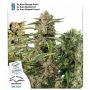 Fruity Autoflower Mix Feminized Marijuana Strain by Dutch Passion For Sale Online at Cannabis Seeds Outlet