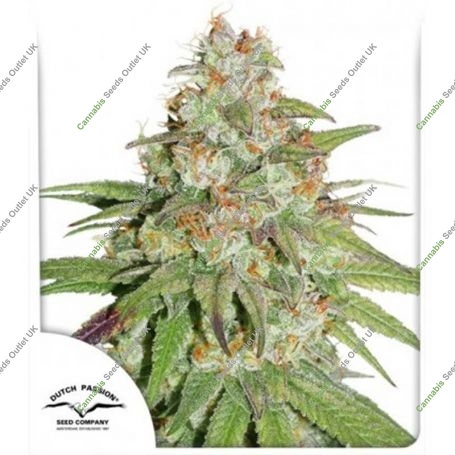 Glueberry OG Feminized Marijuana Strain by Dutch Passion For Sale Online at Cannabis Seeds Outlet