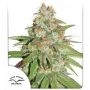 Glueberry OG Feminized Marijuana Strain by Dutch Passion For Sale Online at Cannabis Seeds Outlet