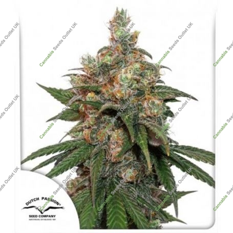 HiFi 4G Feminized Marijuana Strain by Dutch Passion For Sale Online at Cannabis Seeds Outlet