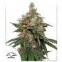 HiFi 4G Feminized Marijuana Strain by Dutch Passion For Sale Online at Cannabis Seeds Outlet