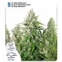 High Potency Auto Mix Feminized Marijuana Strain by Dutch Passion For Sale Online at Cannabis Seeds Outlet