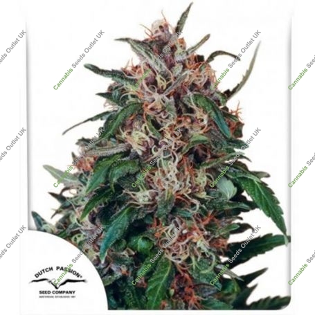 Hollands Hope Regular Marijuana Strain by Dutch Passion For Sale Online at Cannabis Seeds Outlet