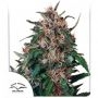 Hollands Hope Regular Marijuana Strain by Dutch Passion For Sale Online at Cannabis Seeds Outlet