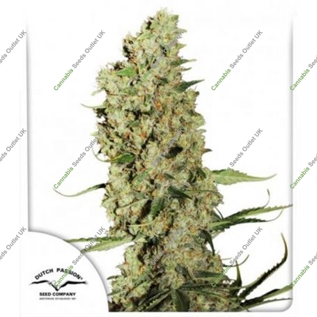 Jorges Diamonds No.1 Feminized Marijuana Strain by Dutch Passion For Sale Online at Cannabis Seeds Outlet