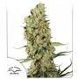 Jorges Diamonds No.1 Feminized Marijuana Strain by Dutch Passion For Sale Online at Cannabis Seeds Outlet