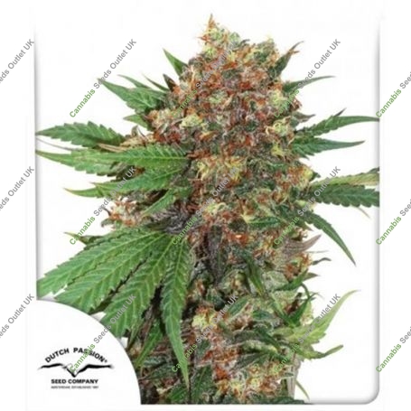 Master Kush Feminized Marijuana Strain by Dutch Passion For Sale Online at Cannabis Seeds Outlet