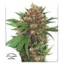 Master Kush Feminized Marijuana Strain by Dutch Passion For Sale Online at Cannabis Seeds Outlet