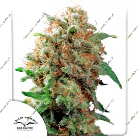 Mazar Regular Marijuana Strain by Dutch Passion For Sale Online at Cannabis Seeds Outlet