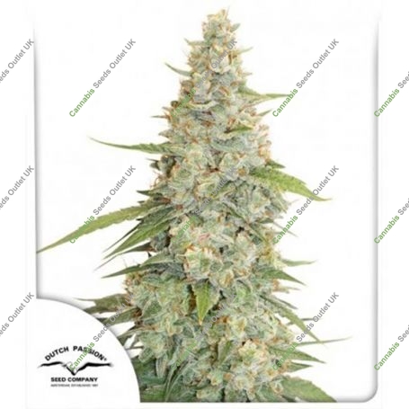 Meringue Feminized Marijuana Strain by Dutch Passion For Sale Online at Cannabis Seeds Outlet