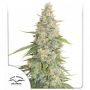 Meringue Feminized Marijuana Strain by Dutch Passion For Sale Online at Cannabis Seeds Outlet