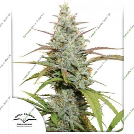 Mokums Tulip Feminized Marijuana Strain by Dutch Passion For Sale Online at Cannabis Seeds Outlet
