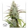 Mokums Tulip Feminized Marijuana Strain by Dutch Passion For Sale Online at Cannabis Seeds Outlet