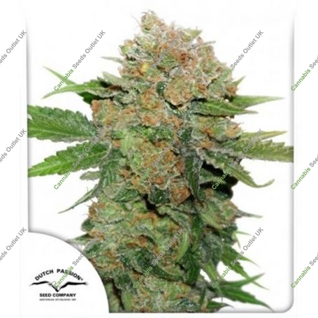 Night Queen Feminized Marijuana Strain by Dutch Passion For Sale Online at Cannabis Seeds Outlet